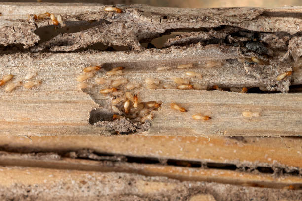 Best Flea Control Services  in Bedford Hills, NY